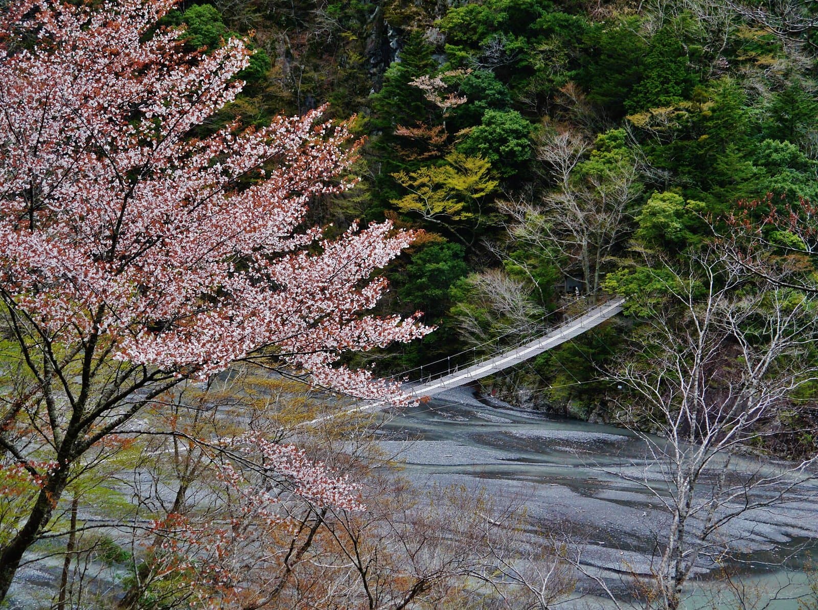 A long, narrow suspension bridge over a river in a wooded gorge, seen through cherry blossoms