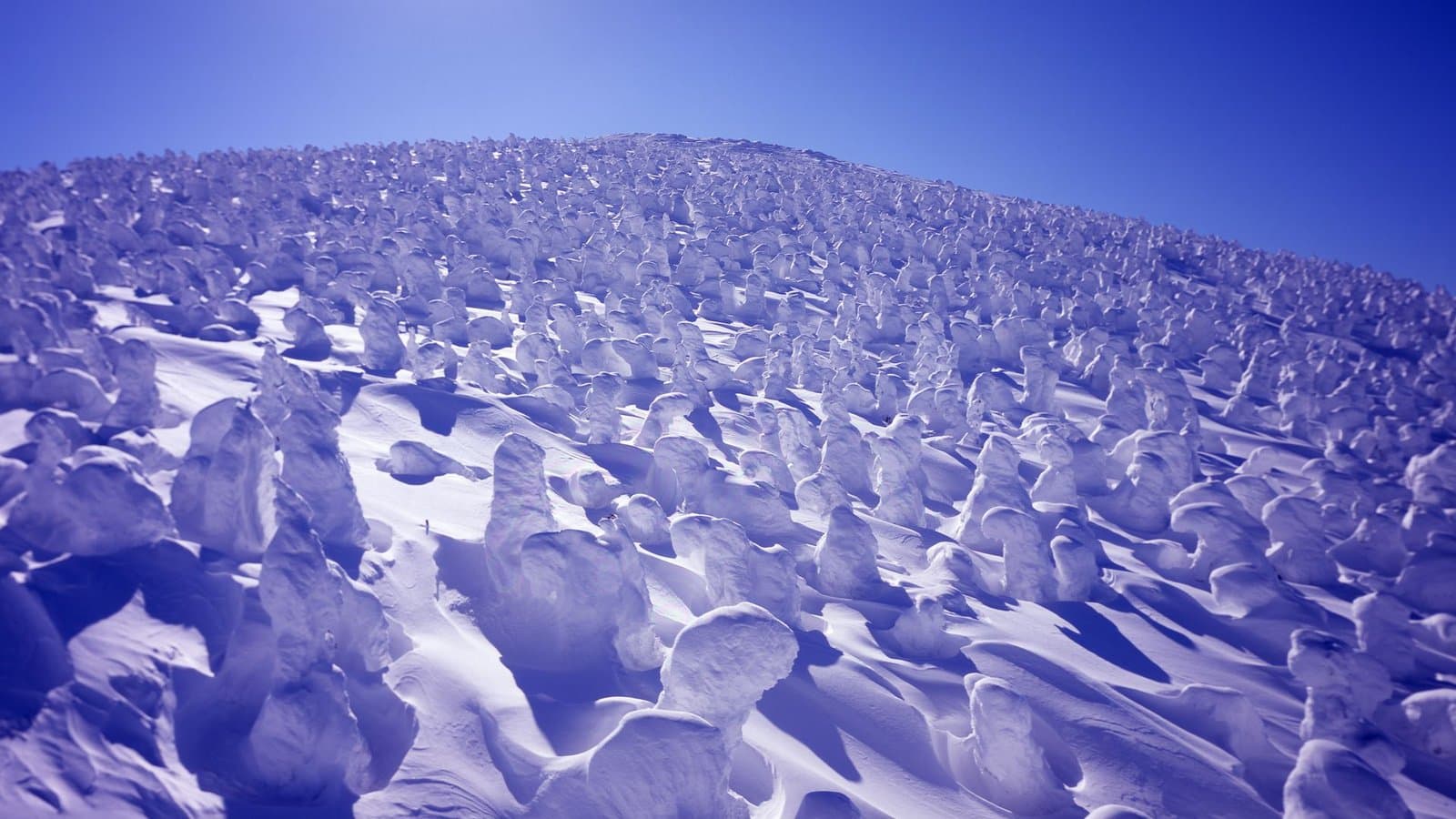 A slope covered with snow-encrusted trees under a blue sky